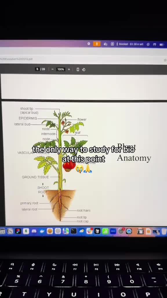 this trend lives in my head rent free😭#studytok #college #biology #flashcards #italianbrainrot #brainrot