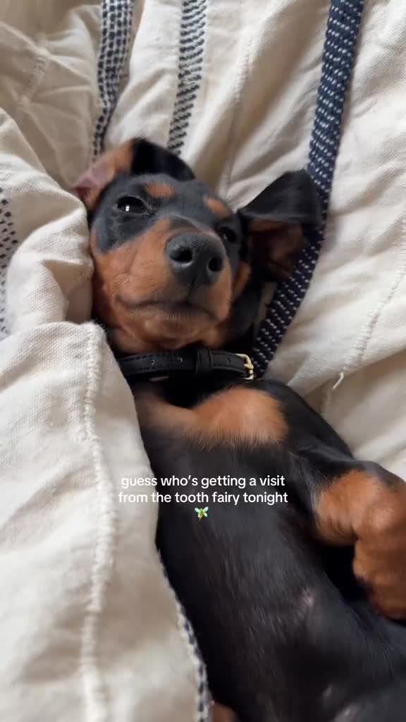 The two bottom ones 🥹 #puppysoftiktok #dachshundpuppies