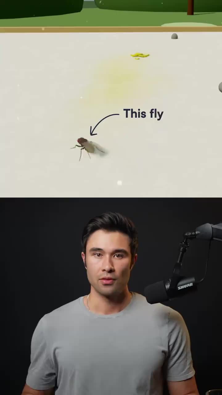 🪰 Researchers at Eon Systems have created a virtual fruit fly controlled by a simulated brain modeled on the actual Dro
