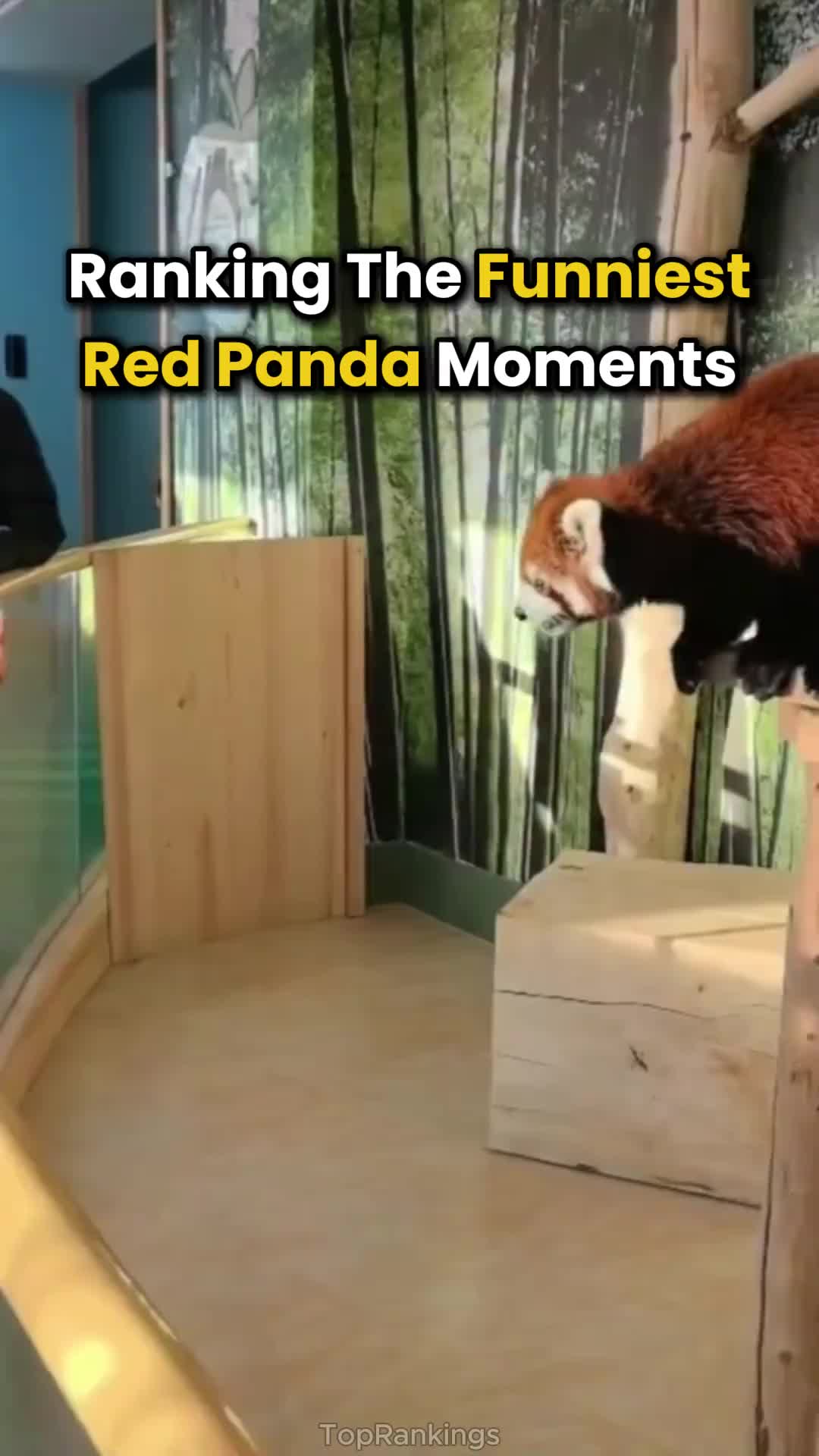 Ranking The Funniest Red Panda Moments 🦊🔥#fypppppppppppppppppppppppppppppppppp #viral #funny #viralvideo #fypage #fyp