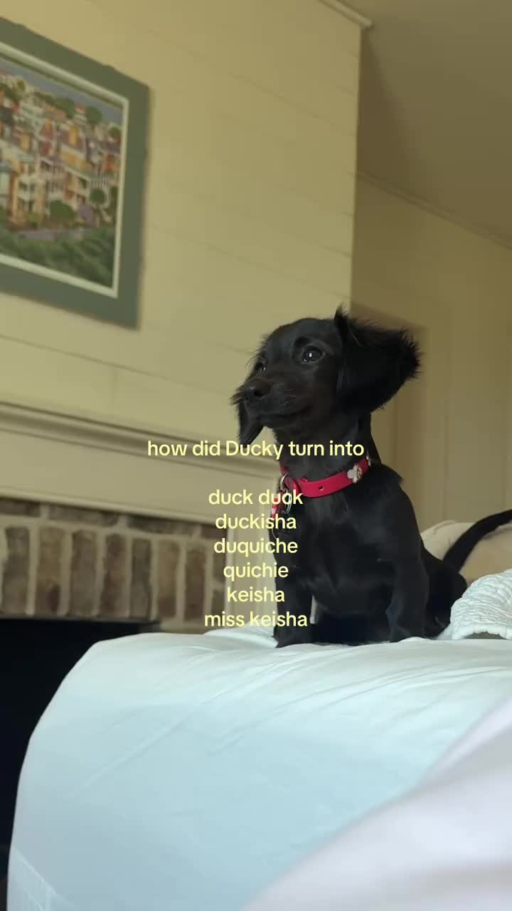 miss keisha - iykyk #dachshund #nicknames